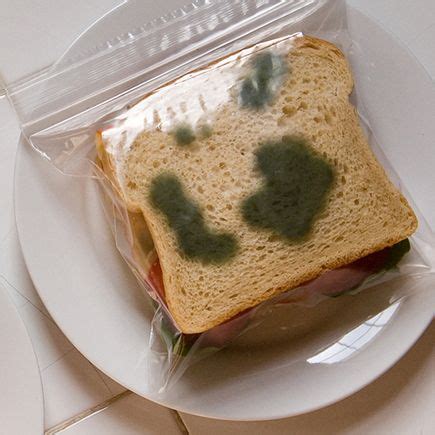 fake moldy ziplock bag|moldy sandwich bag.